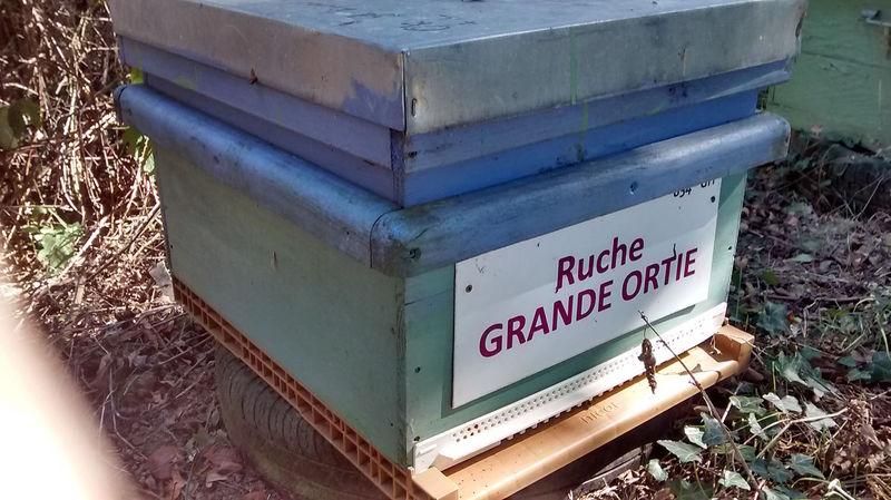 La ruche Grande ortie
