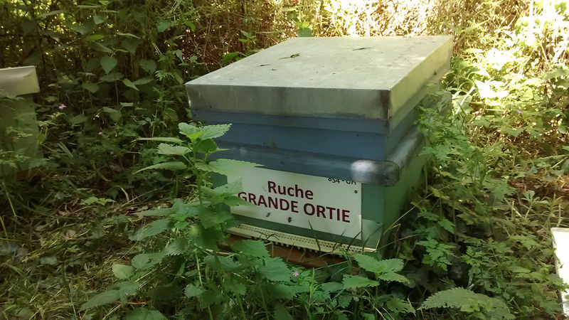 La ruche Grande ortie