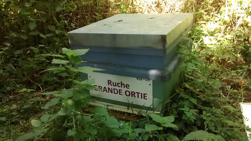 La ruche Grande ortie
