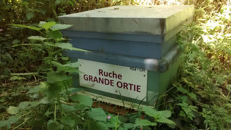 La ruche Grande ortie