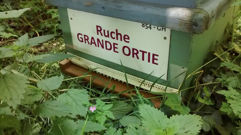 La ruche Grande ortie