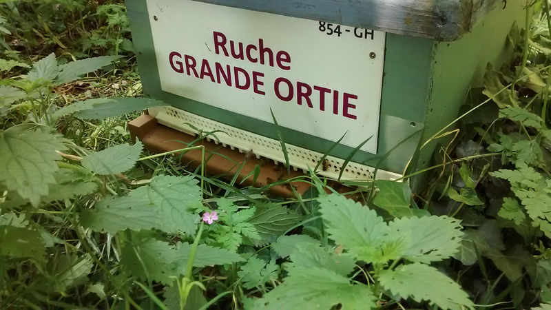 La ruche Grande ortie
