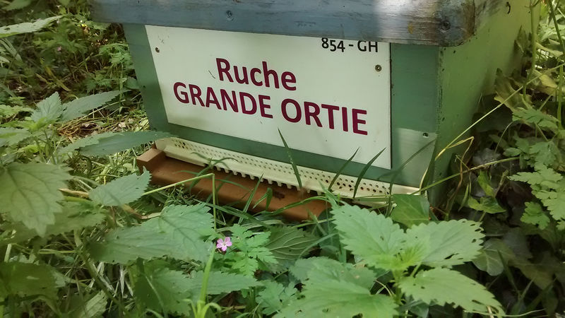 La ruche Grande ortie