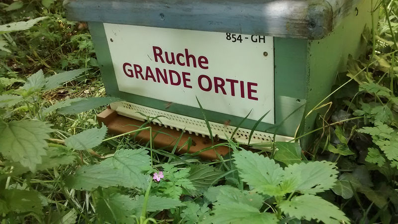 La ruche Grande ortie
