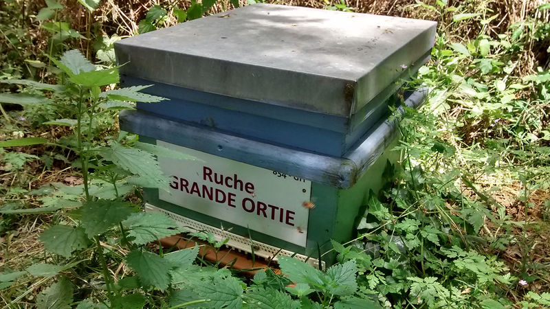 La ruche Grande ortie