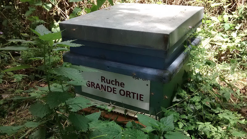 La ruche Grande ortie