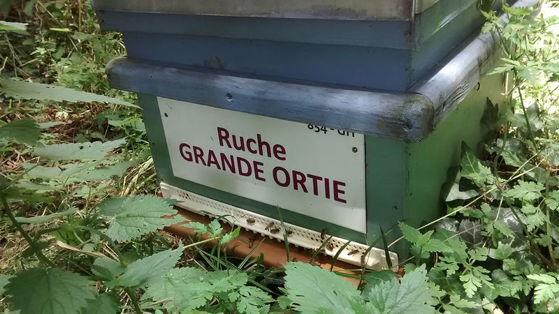 La ruche Grande ortie