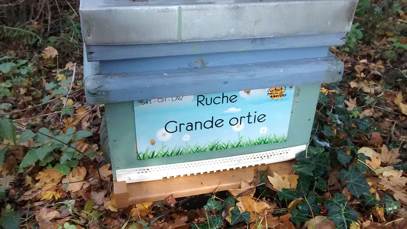 La ruche Grande ortie