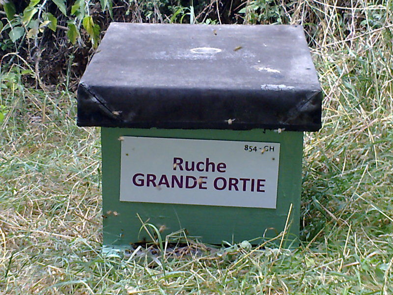 La ruche Grande ortie