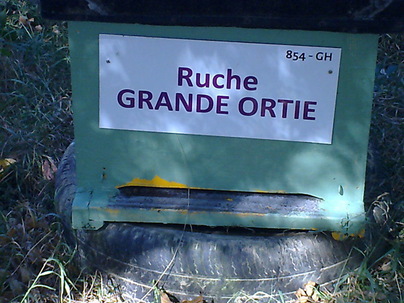 La ruche Grande ortie