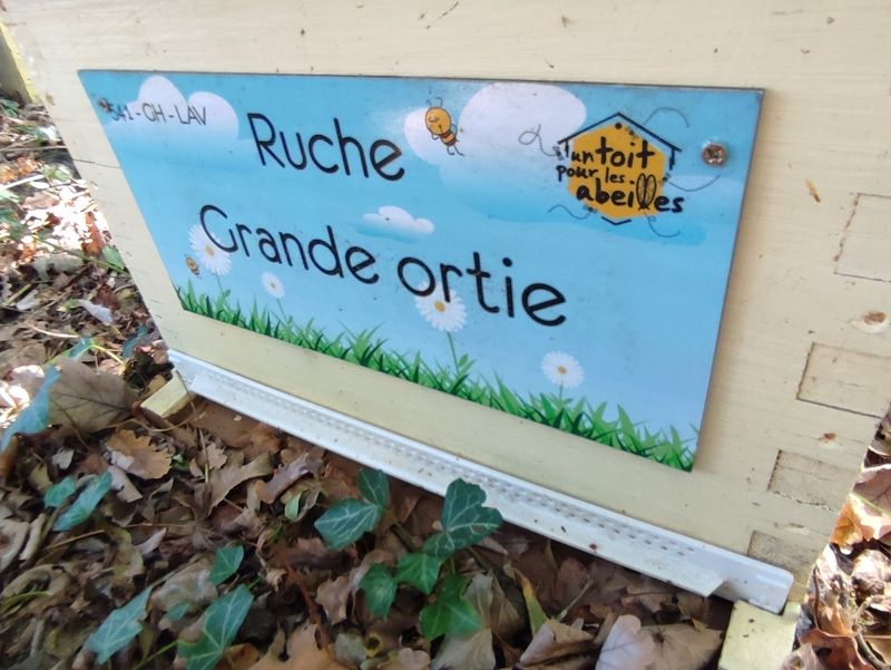 La ruche Grande ortie