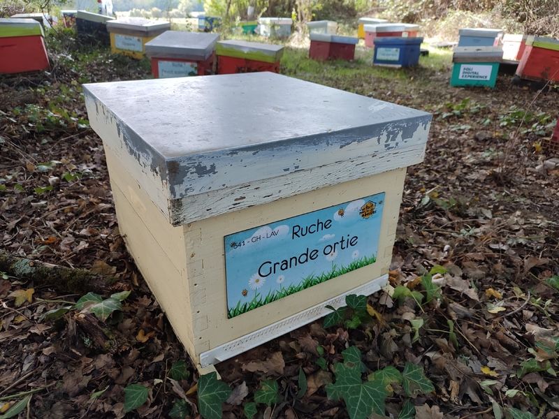 La ruche Grande ortie