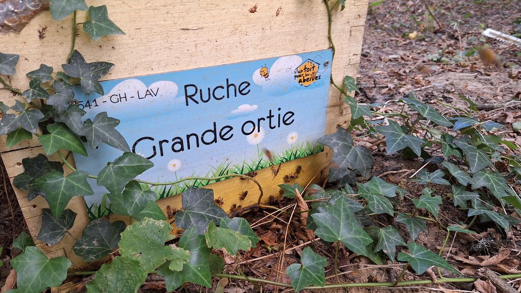 La ruche Grande ortie