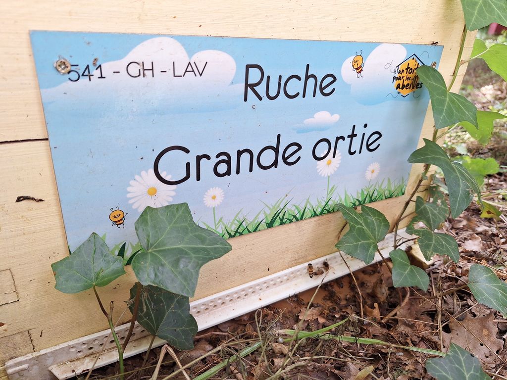 La ruche Grande ortie