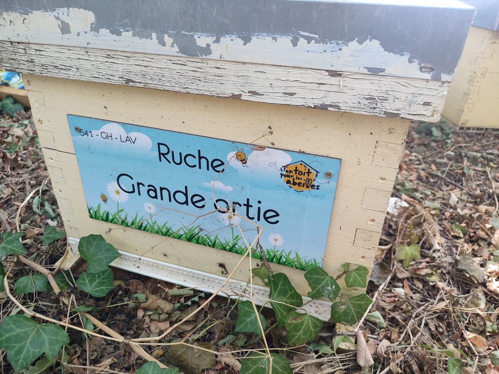 La ruche Grande ortie
