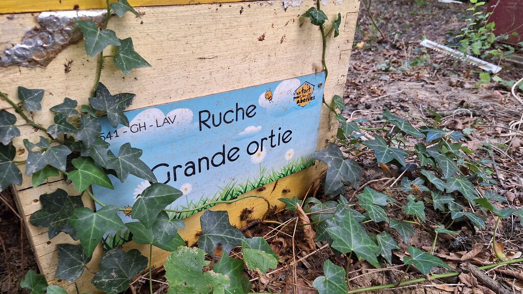 La ruche Grande ortie
