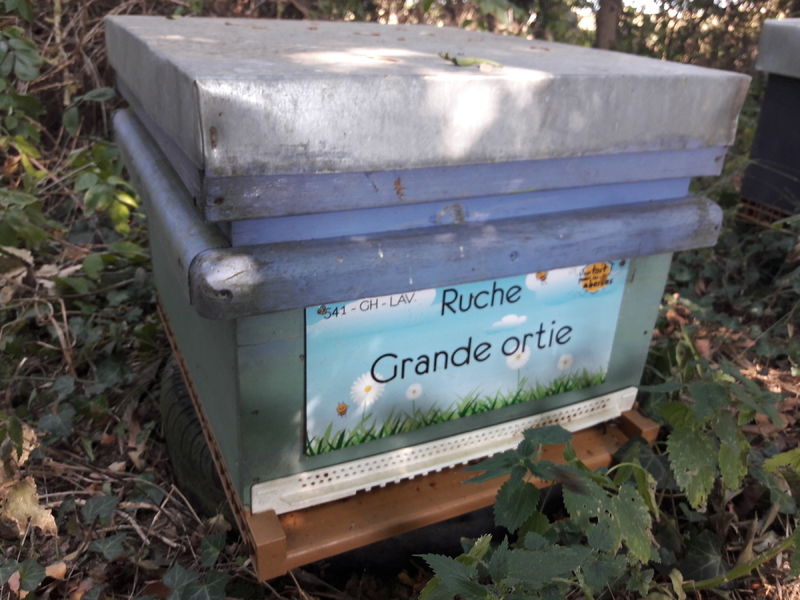 La ruche Grande ortie