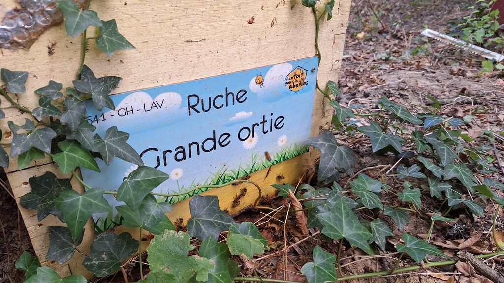 La ruche Grande ortie