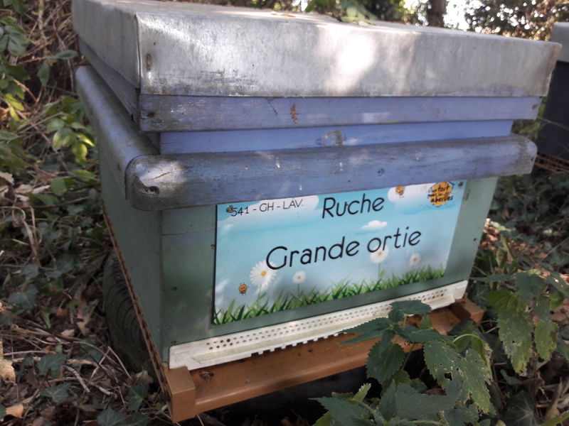 La ruche Grande ortie