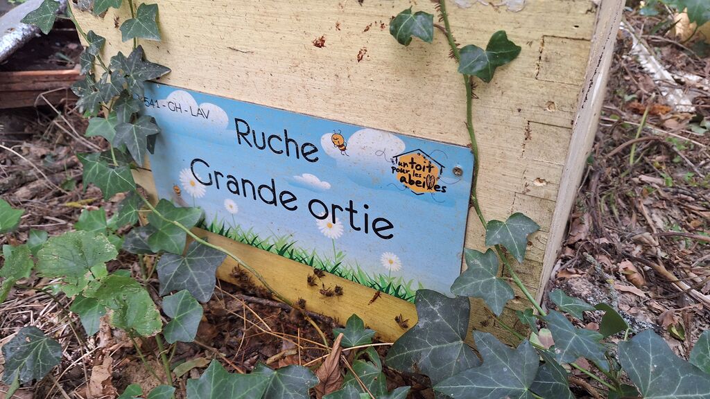 La ruche Grande ortie