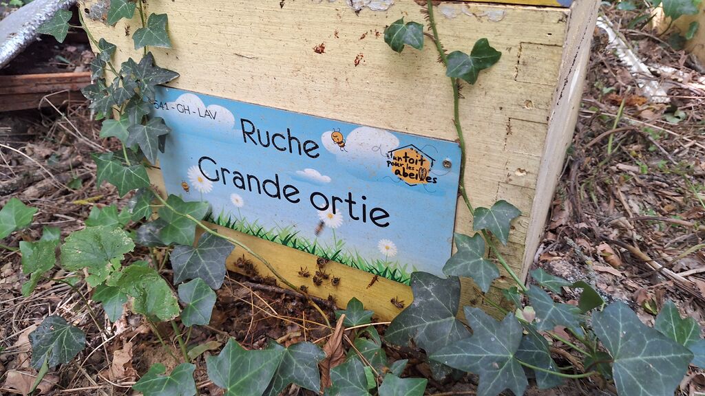 La ruche Grande ortie
