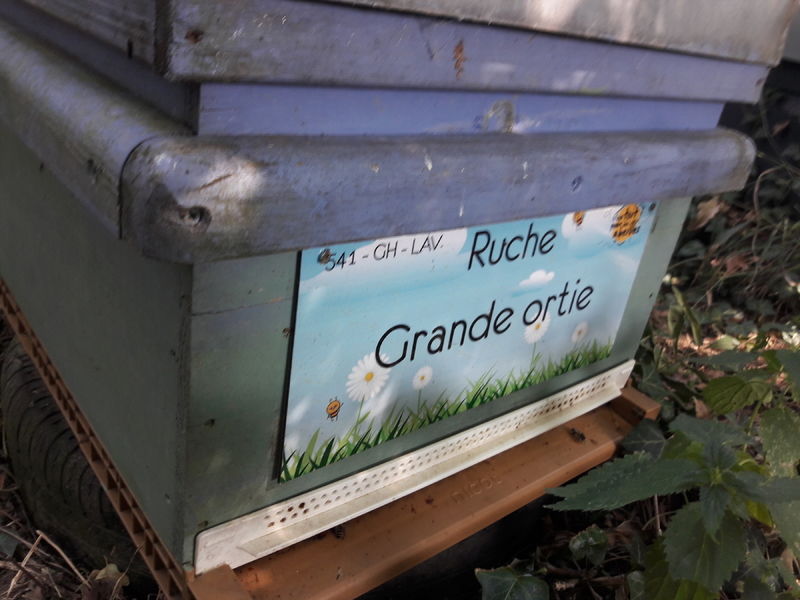 La ruche Grande ortie