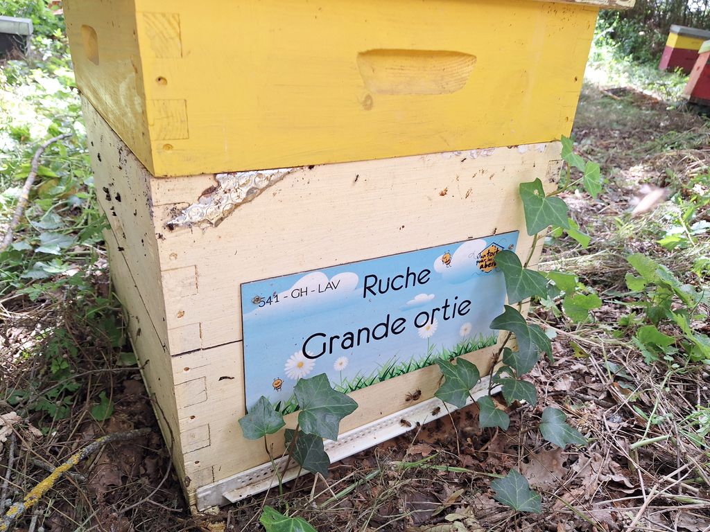 La ruche Grande ortie