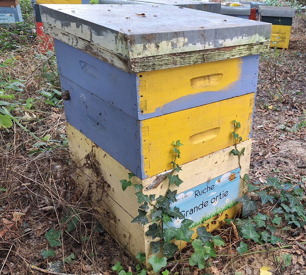 La ruche Grande ortie