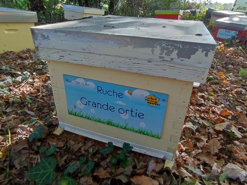La ruche Grande ortie