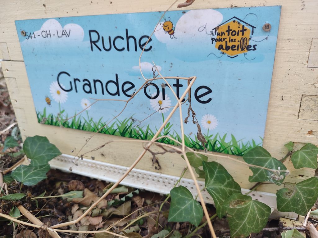 La ruche Grande ortie