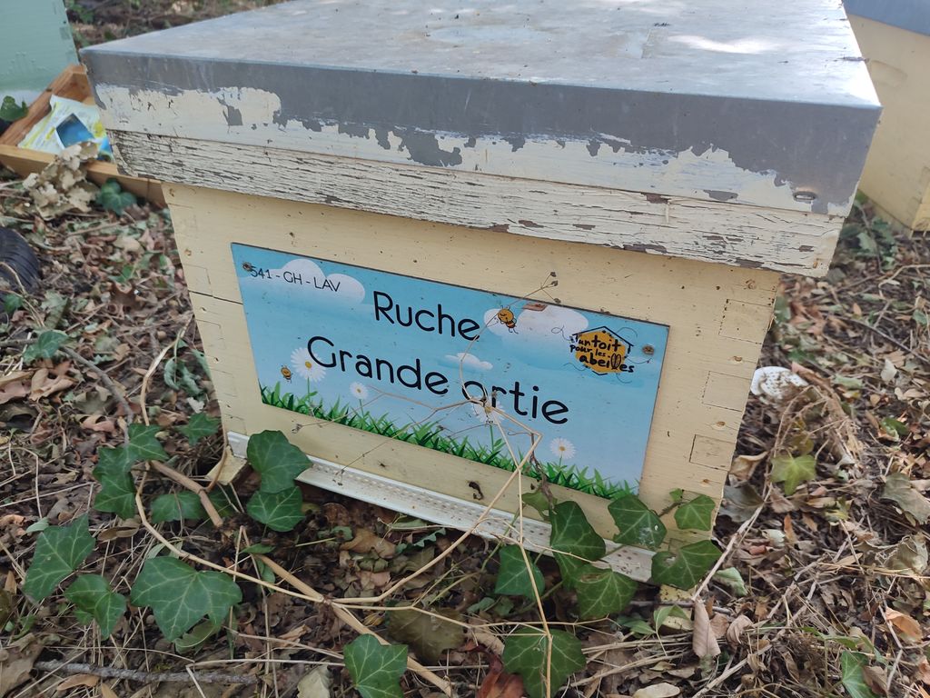 La ruche Grande ortie