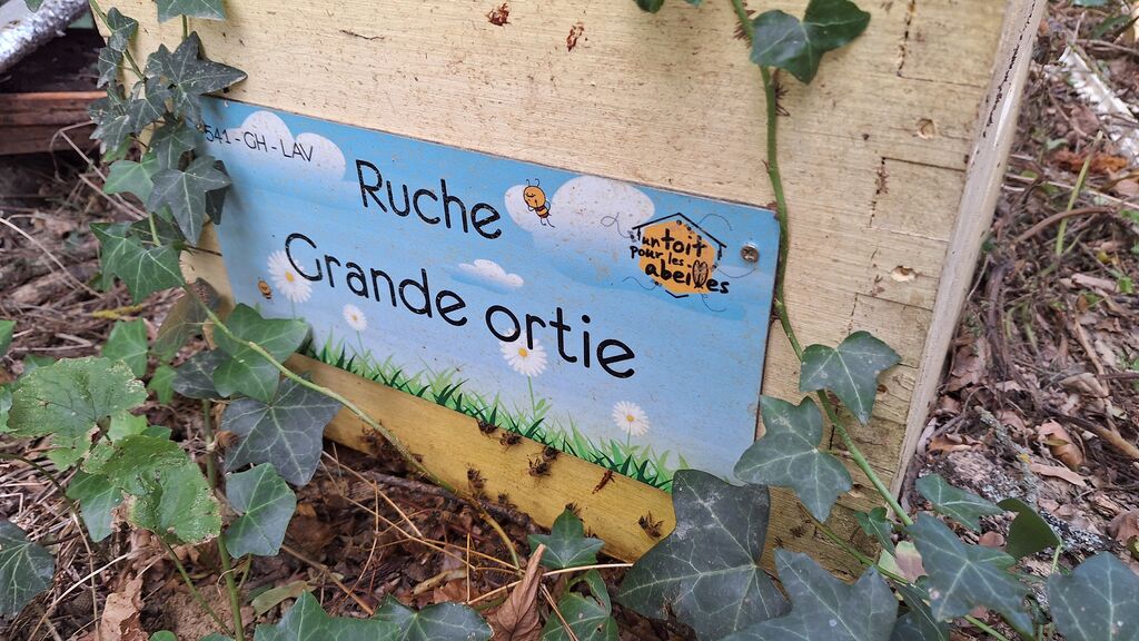 La ruche Grande ortie