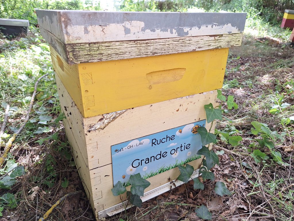 La ruche Grande ortie