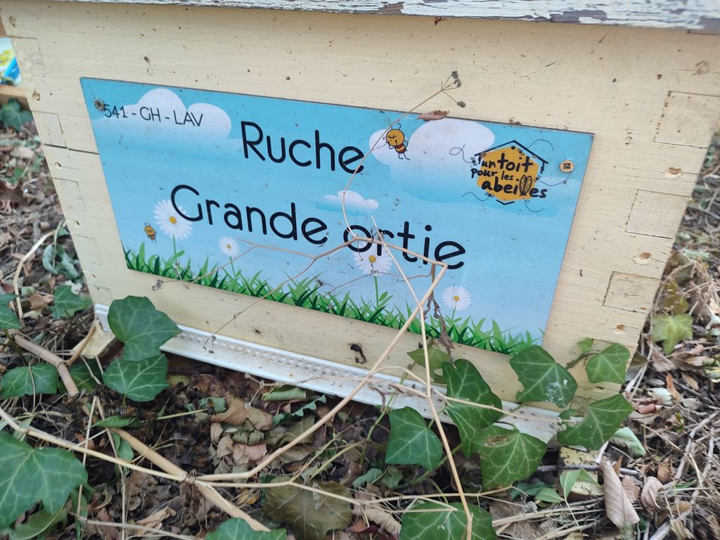 La ruche Grande ortie