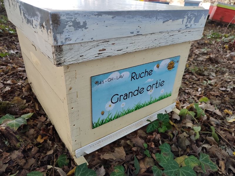 La ruche Grande ortie