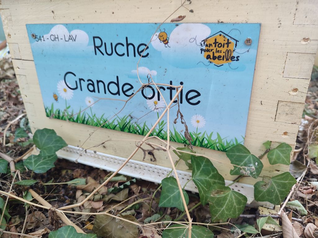 La ruche Grande ortie