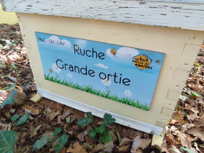 La ruche Grande ortie