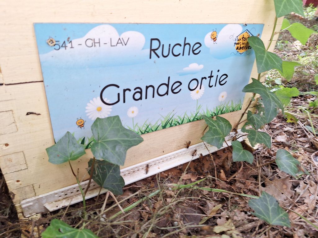 La ruche Grande ortie