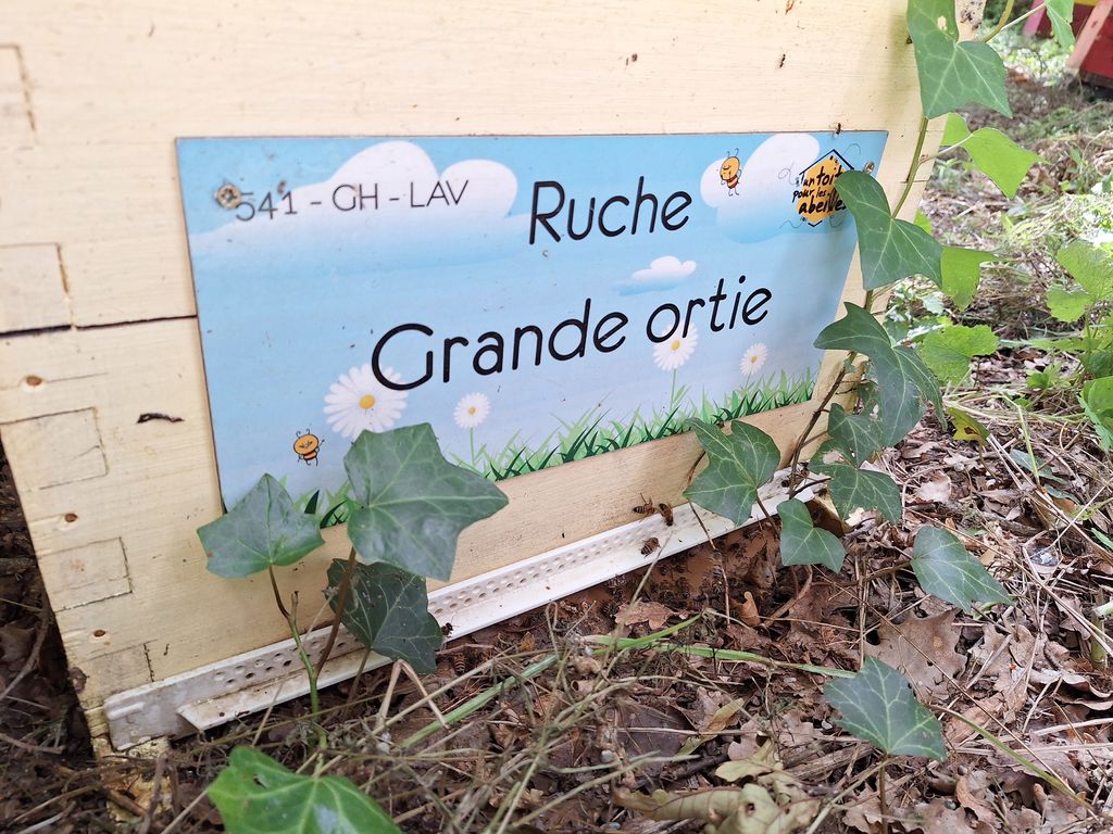 La ruche Grande ortie