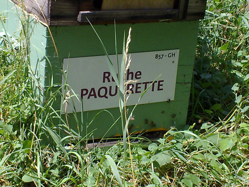 La ruche Paquerette