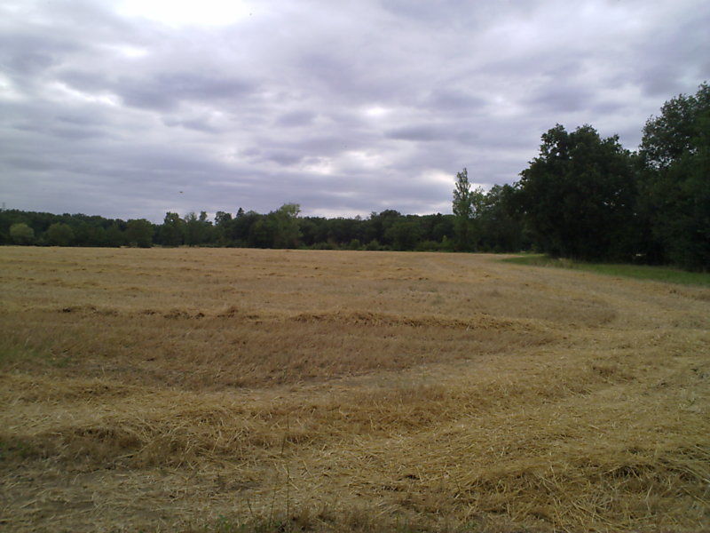 La ruche Paquerette