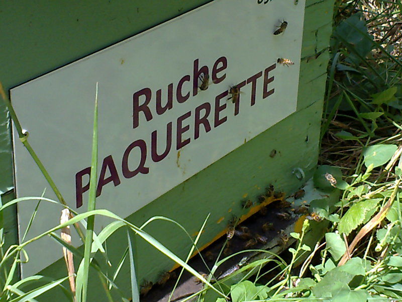 La ruche Paquerette