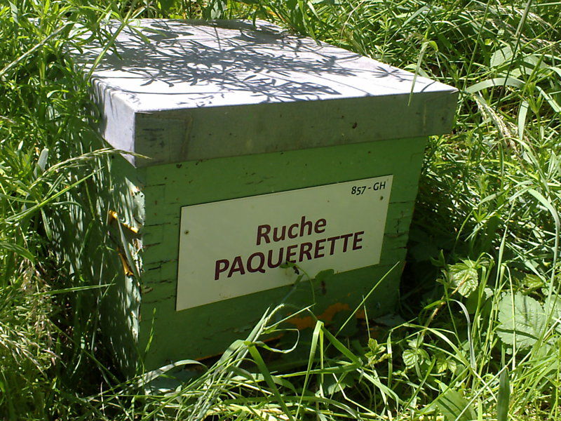 La ruche Paquerette
