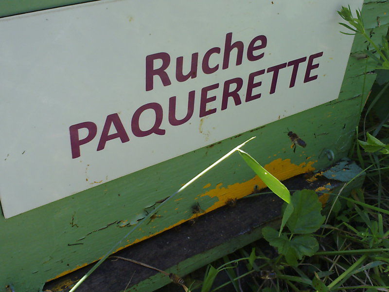 La ruche Paquerette