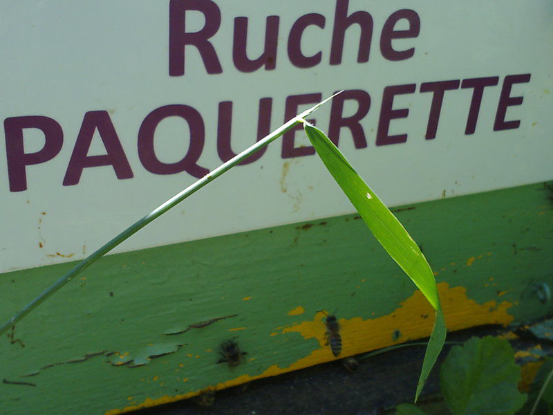La ruche Paquerette