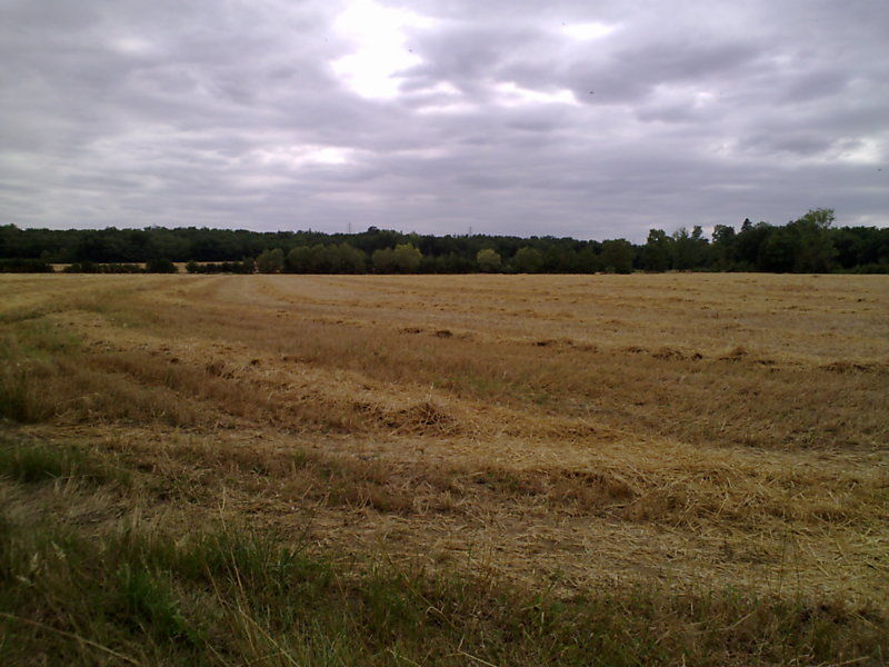 La ruche Paquerette