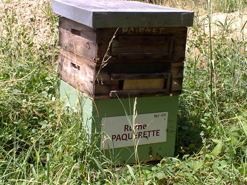 La ruche Paquerette