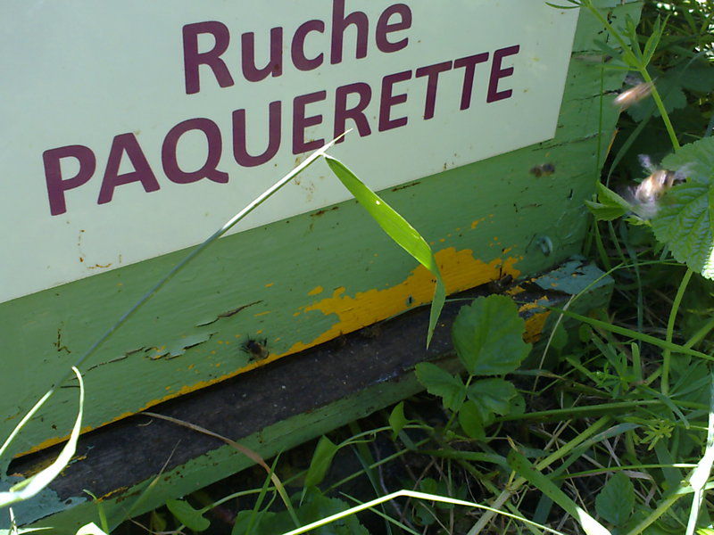 La ruche Paquerette
