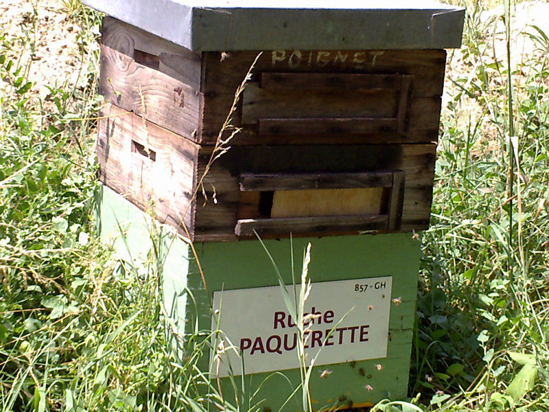 La ruche Paquerette