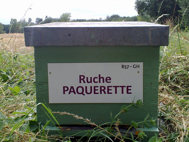 La ruche Paquerette
